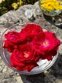 Esencia floral de ROSA ROJA