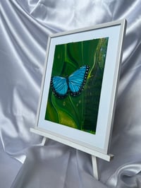 Image 3 of “Blue Morpho”