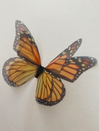 Image 2 of Monarch (Larger single butterfly) 