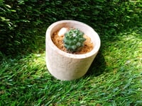 Image 2 of Organic Mammillaria Cylinder Medium