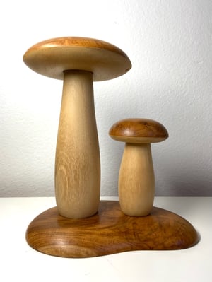 Teak Boletes