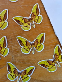 Image 4 of Emperor Moth sticker