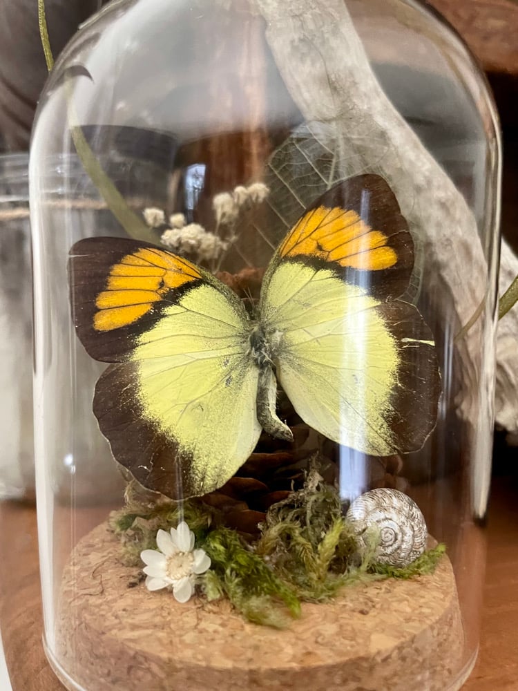 Image of Butterfly ornament III