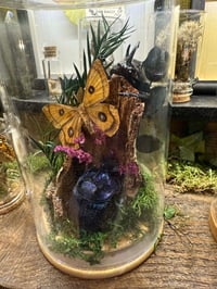 Image 1 of Terrarium Building Workshop Thurs 20th 5th March