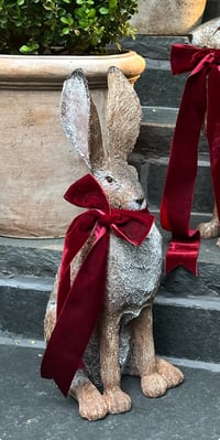 Image 1 of Alert Hare