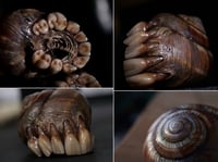 Image 1 of Dental Snull sculpture- dark walnut color, OOAK
