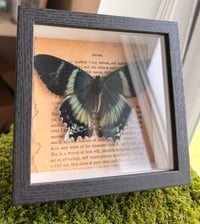 Image 2 of Dayflying Moth 