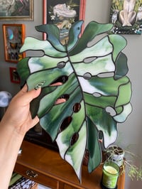 Image 2 of Variegated Monstera