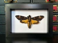 Image 1 of deathshead hawk moth