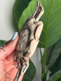 Image 4 of 15 MILLION YEAR OLD FOSSILIZED CRAB -MADAGASCAR- A