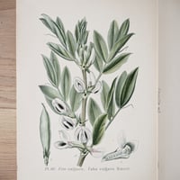 Image 1 of Planche De Botanique Colorées.