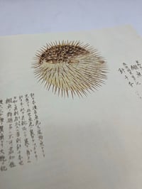 Image 4 of Fishes of Edo