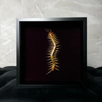Centipede