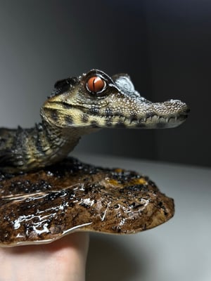 Dwarf Caiman Diorama 