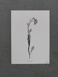 Image 3 of Flower 002