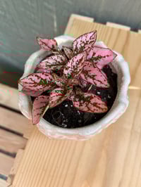 Image 2 of Polka Dot Plant in White Seahorse Pot