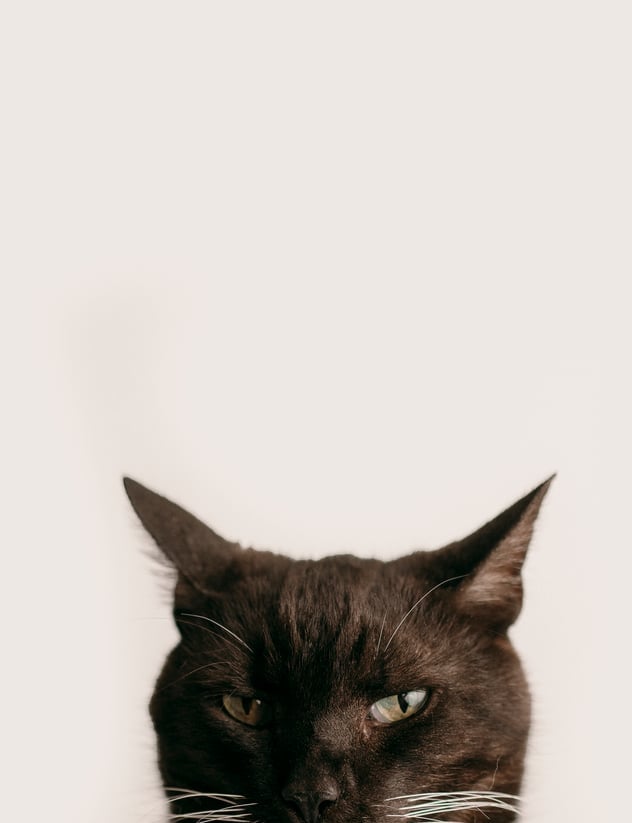 Image of  Back Friday Sale ! Simply Kiddos Simply Pets / Headshots 