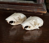 Grey Squirrel Skull