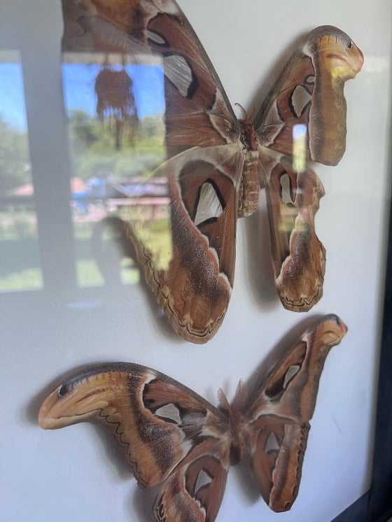 Image of Atlas Moth Pair