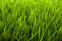 Image 1 of Fresh Cut Grass