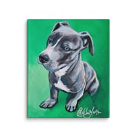 Image 3 of Shorty Pit Bull