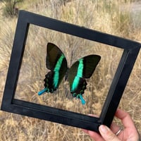 Papillon blumei, “peacock”/green swallowtail
