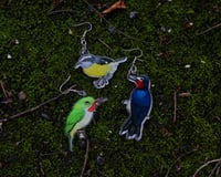 Image 5 of Birds of Puerto Rico • Acrylic Earrings • San Pedrito Earrings • Bananaquit Earrings 