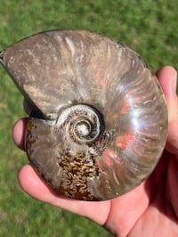 Image 14 of Purple - Rainbow Iridescent Ammonite Shell Fossil | Madagascar #2895