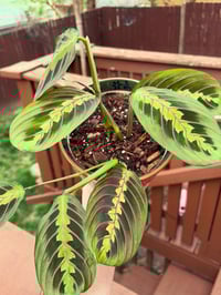 Image 3 of Prayer Plant in Green Floral Bowl