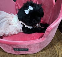 Image 1 of Shih-tzu puppies 