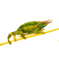 Rainbow Jackson Chameleon