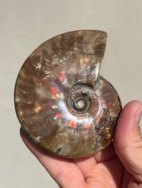Image 1 of Purple Iridescent Ammonite Shell Fossil | Madagascar #3063
