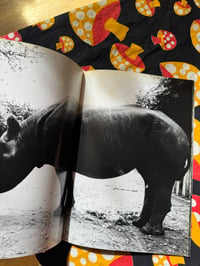 Image 4 of IT, Daido Moriyama, 2006. Hysteric Glamour