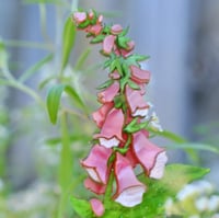Image 1 of Foxglove brooch - pink