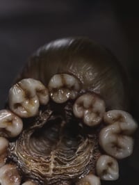 Image 21 of Dental Snull sculpture- blonde bone color, OOAK