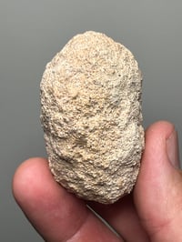 Image 3 of Weevil Cocoon Fossil ‘Clogs’  | South Australia #2858