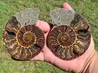 Image 1 of Ammonite Fossil Pair | Madagascar #2902