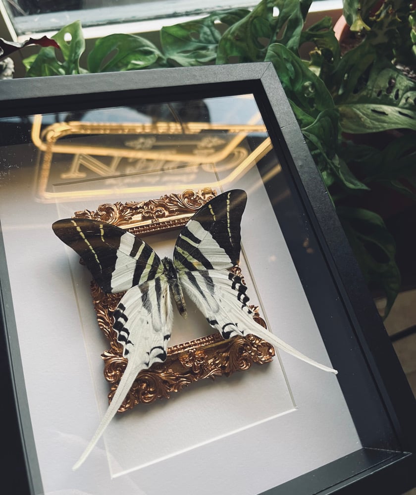 Image of “Graphium Androcles” Giant Swordtail Butterfly 