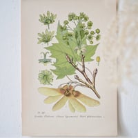 Image 5 of Planches De Botanique Saule, Tilleul, Olivier & Platane