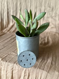 Image 3 of Vertical Leaf Senecio in small Daisy Pitcher