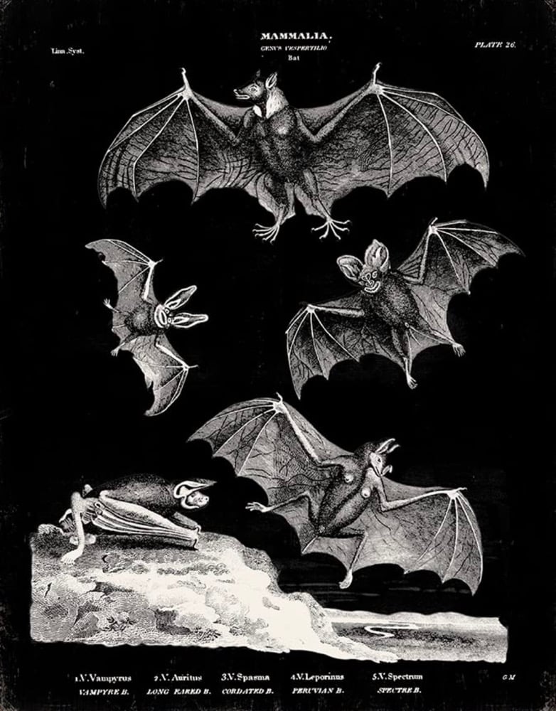 Image of Bat Print