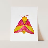 Image 2 of Rosy Maple Moth PRINT copy