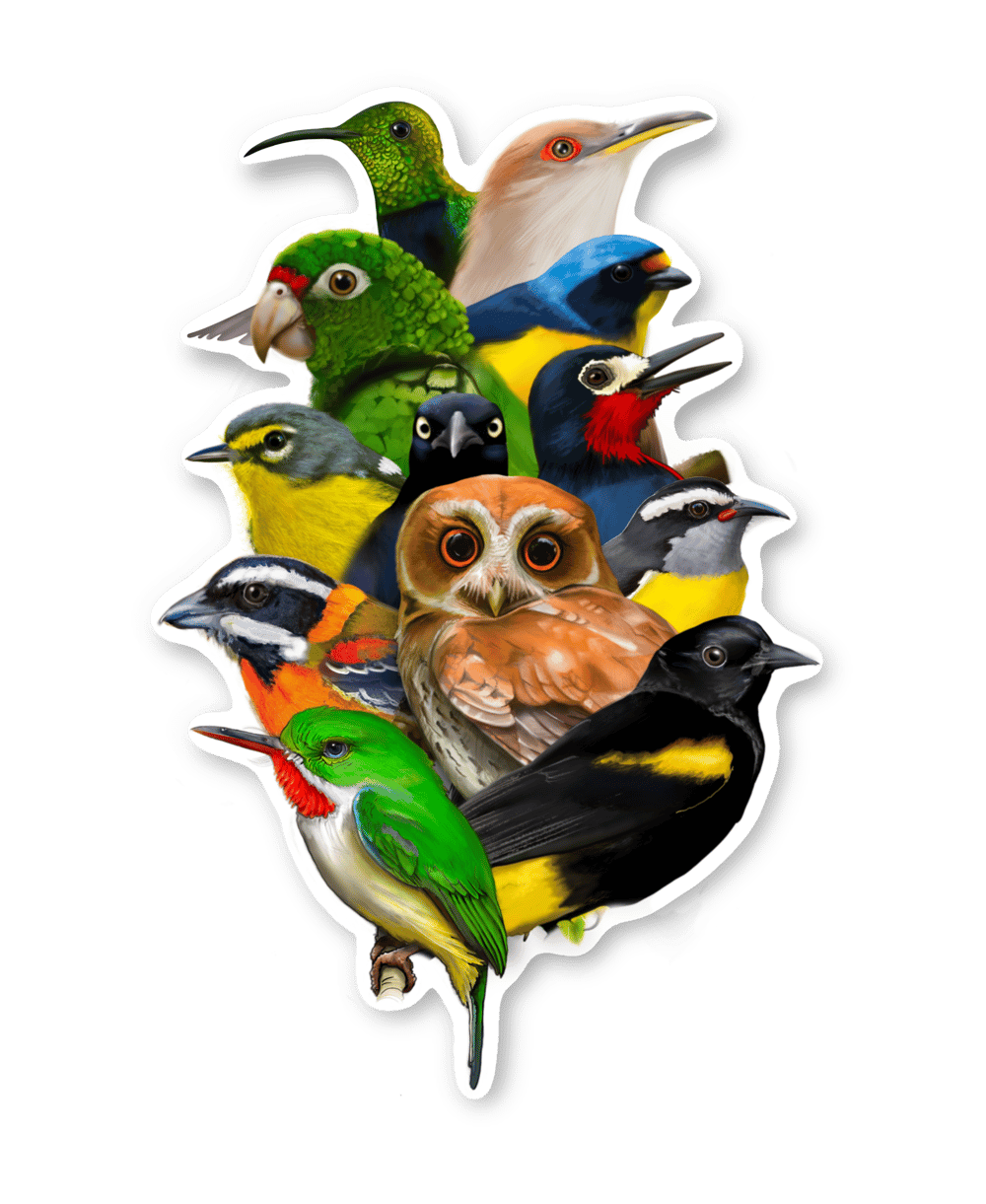 Aves de Puerto Rico • Sticker