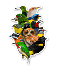 Image 1 of Aves de Puerto Rico • Sticker