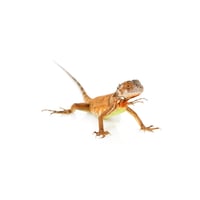 Red Iguana 