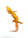 Giant Tangerine (Tremper)