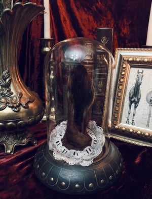 Image of Mummified Horse Ear in Glass Cloche 