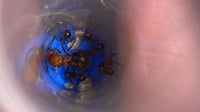 Image 3 of Myrmicaria brunnea (Arched ant)