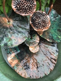 Image 7 of ⭐️🌱Grace 🌱⭐️