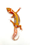 Giant White & Yellow Stripe Tangerine (Tremper) H-7